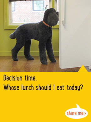 Decision time. Whose lunch should I eat today?
