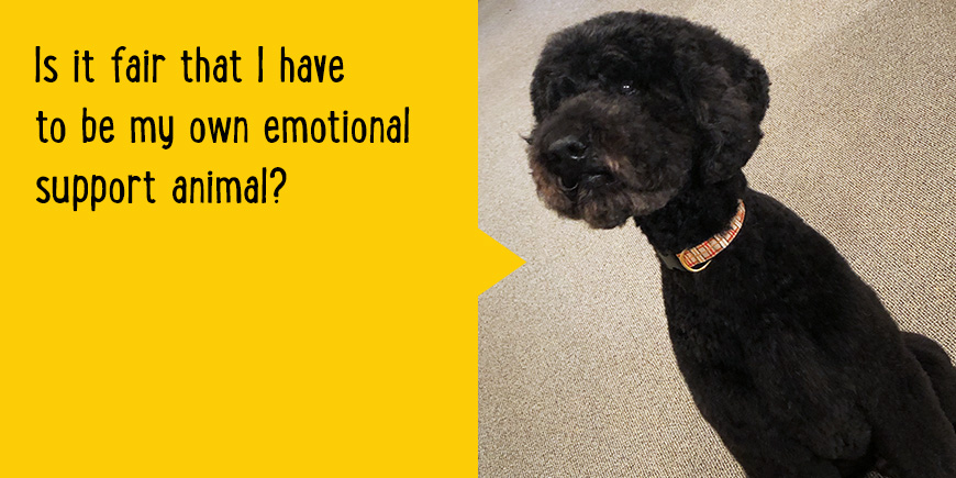 Is it fair that I have to be my own emotional support animal?
