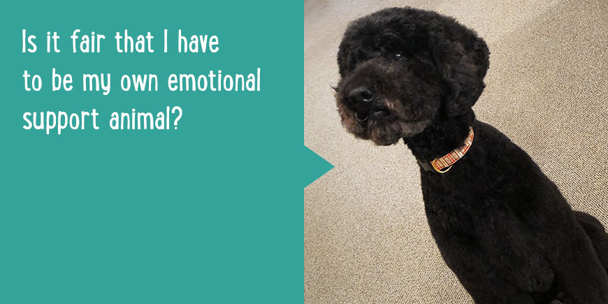 Is it fair that I have to be my own emotional support animal?