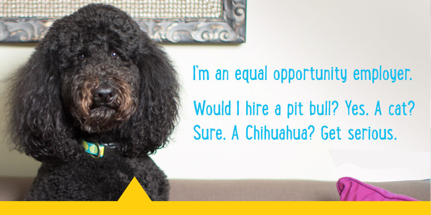 I'm an equal opportunity employer. Would I hire a pitbull? Yes. A cat? Sure. A Chihuahua? Get serious.