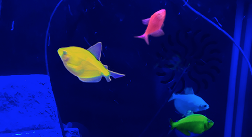 Glow fish