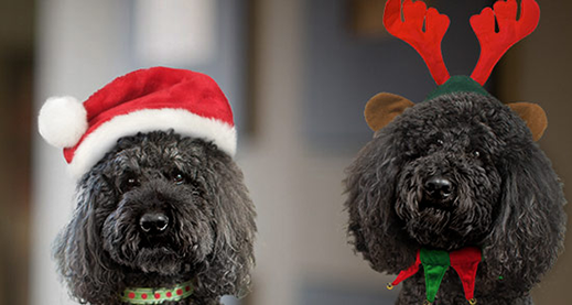 Holiday dogs